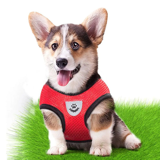 Doggo Harness and Lead
